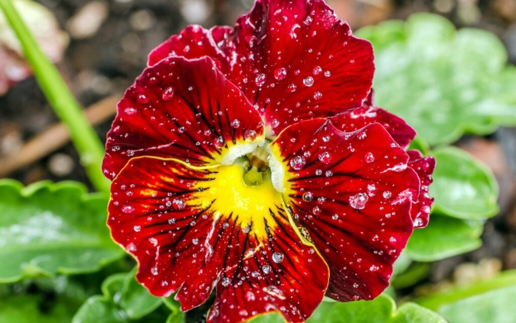 Vibrant Red Pansy with Water Droplets - Stunning Macro Wallpaper