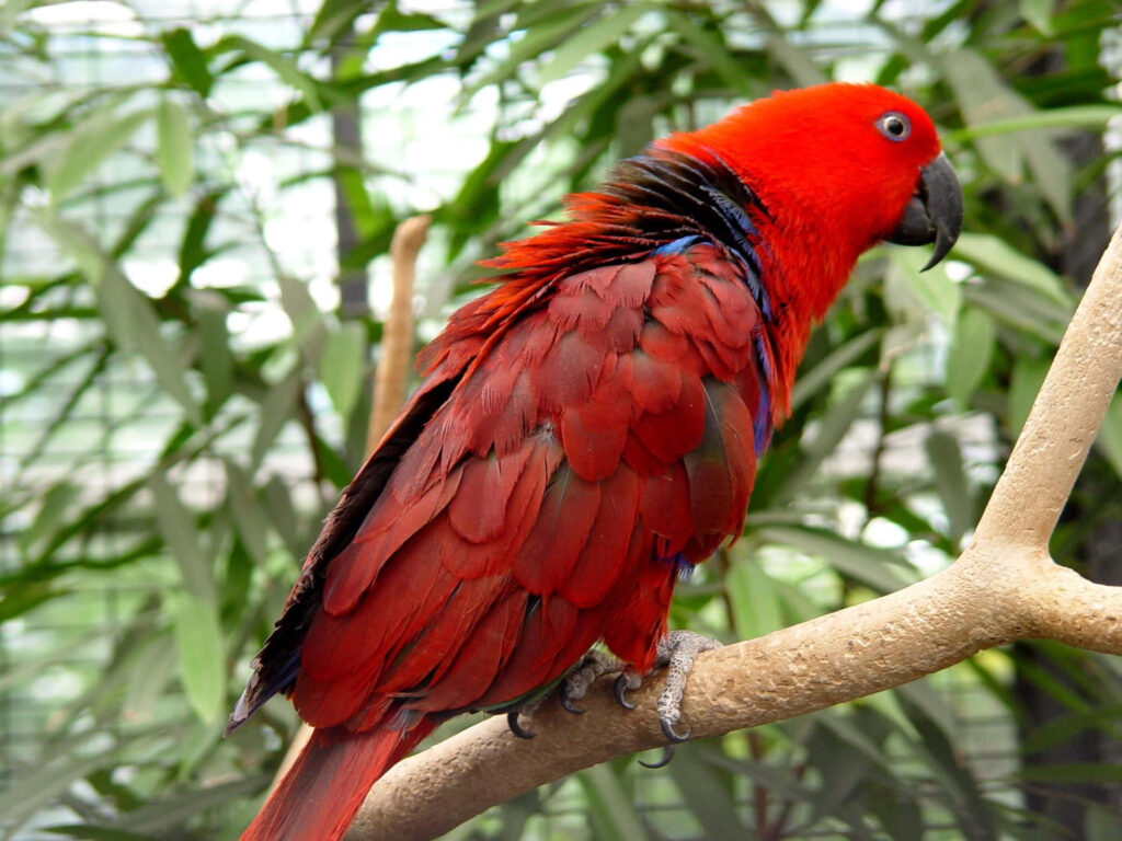 Vibrant Red Parrot in Tropical Greens - Stunning Wallpaper Background