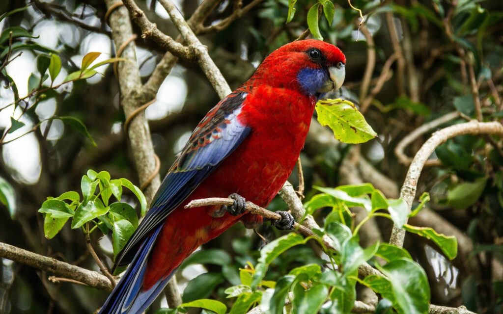 Vibrant Red Parrot on Branch: Stunning Nature Wallpaper Background