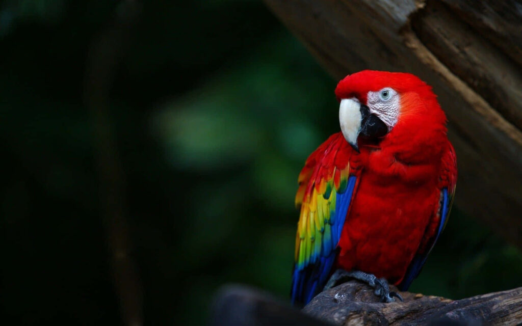 Vibrant Red Parrot Wallpaper: Colorful Bird on Branch Background