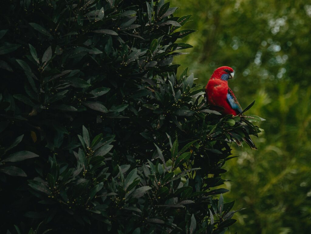 Vibrant Red Parrot Against Lush Green Leaves - High-Res Wallpaper