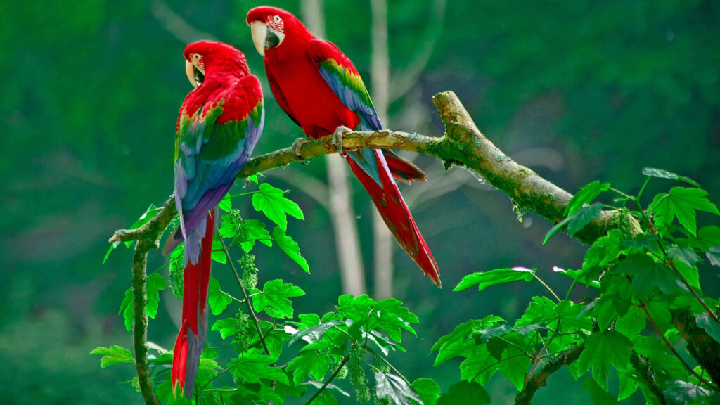 Vibrant Red Parrots in Lush Green Forest - Stunning Wallpaper