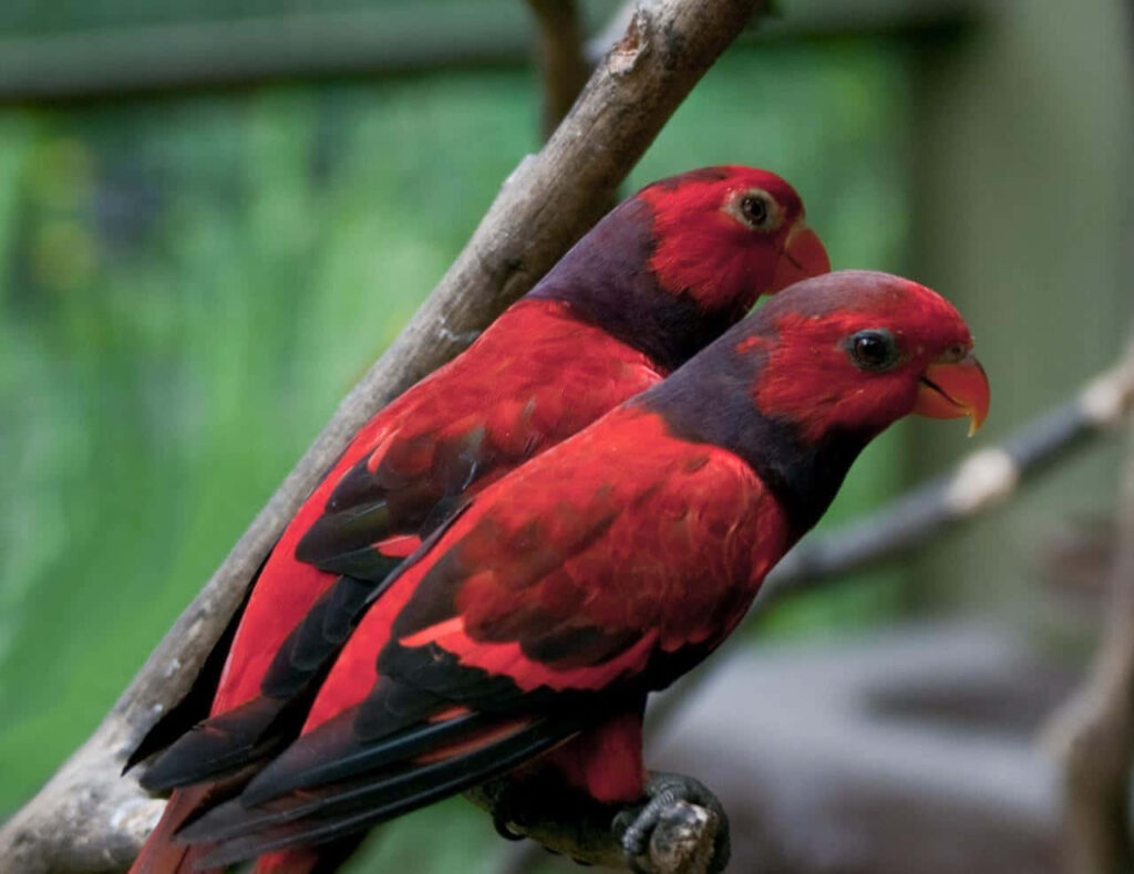 Vibrant Red Parrots on Branch with Lush Green Background Wallpaper
