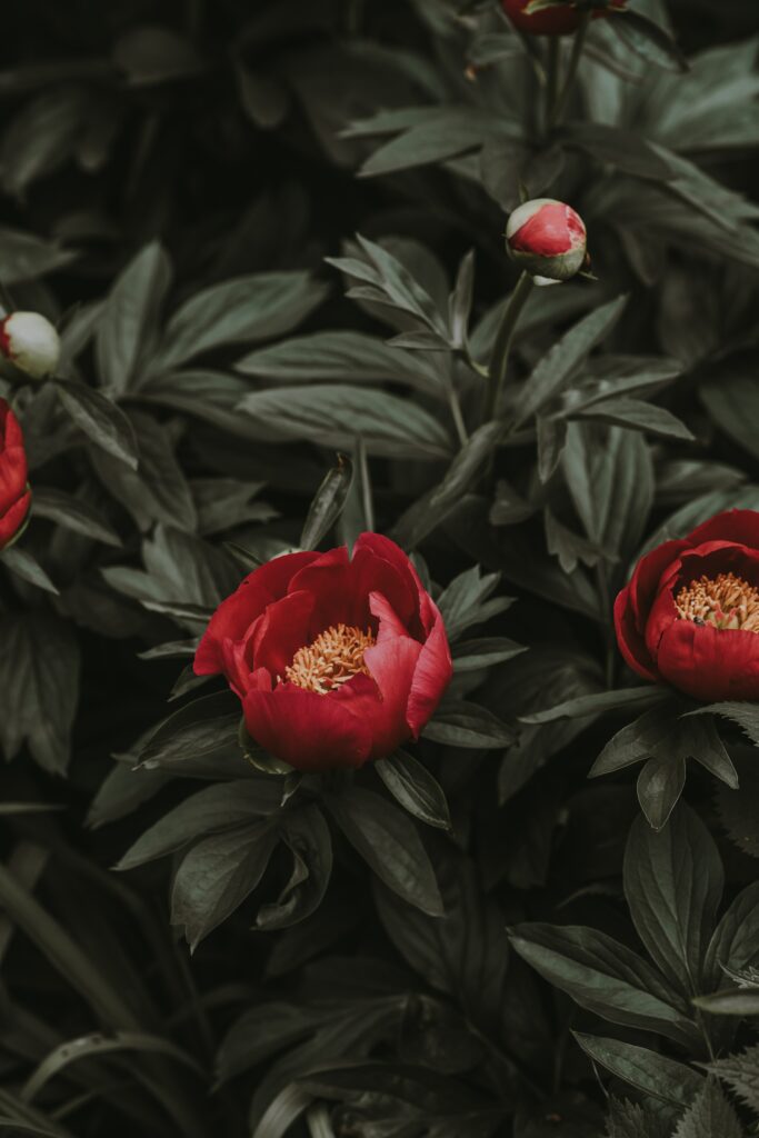 Vibrant Red Peonies Amidst Lush Green Leaves | Elegant Flowerbed Background Wallpaper
