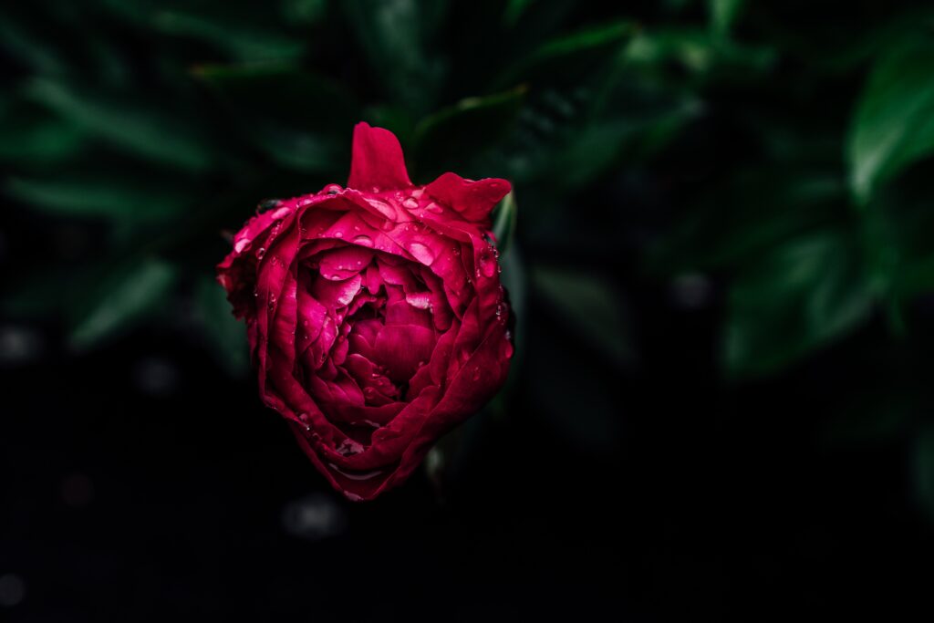Vibrant Red Peony Bud with Raindrops - Stunning Dark Background Wallpaper