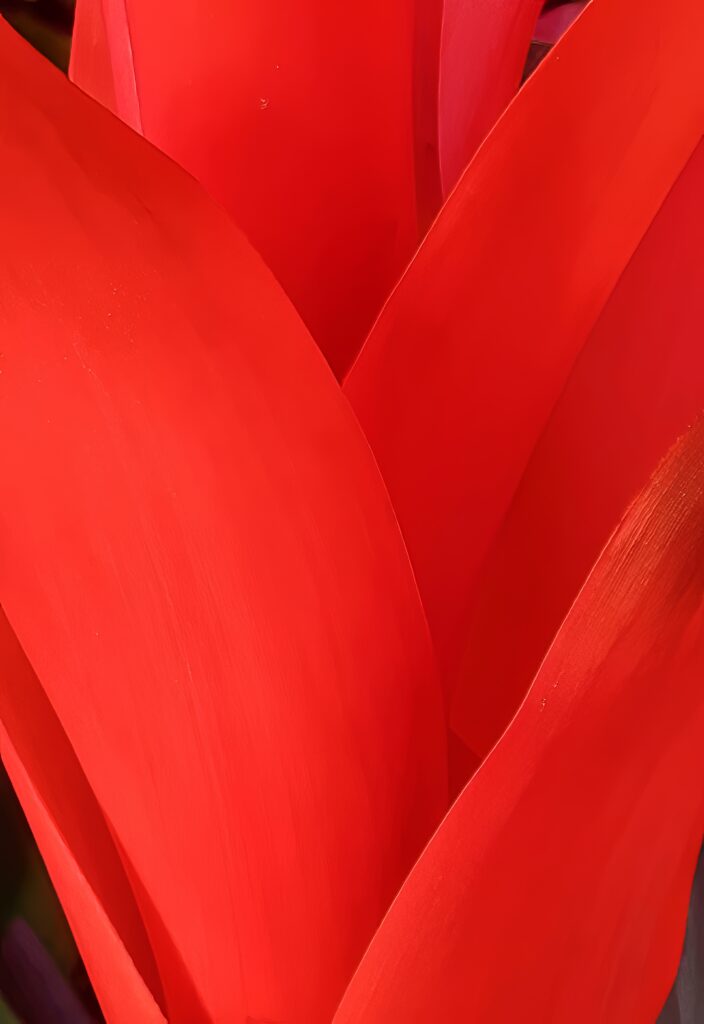Vibrant Red Petals: Captivating Floral Macro Wallpaper Background