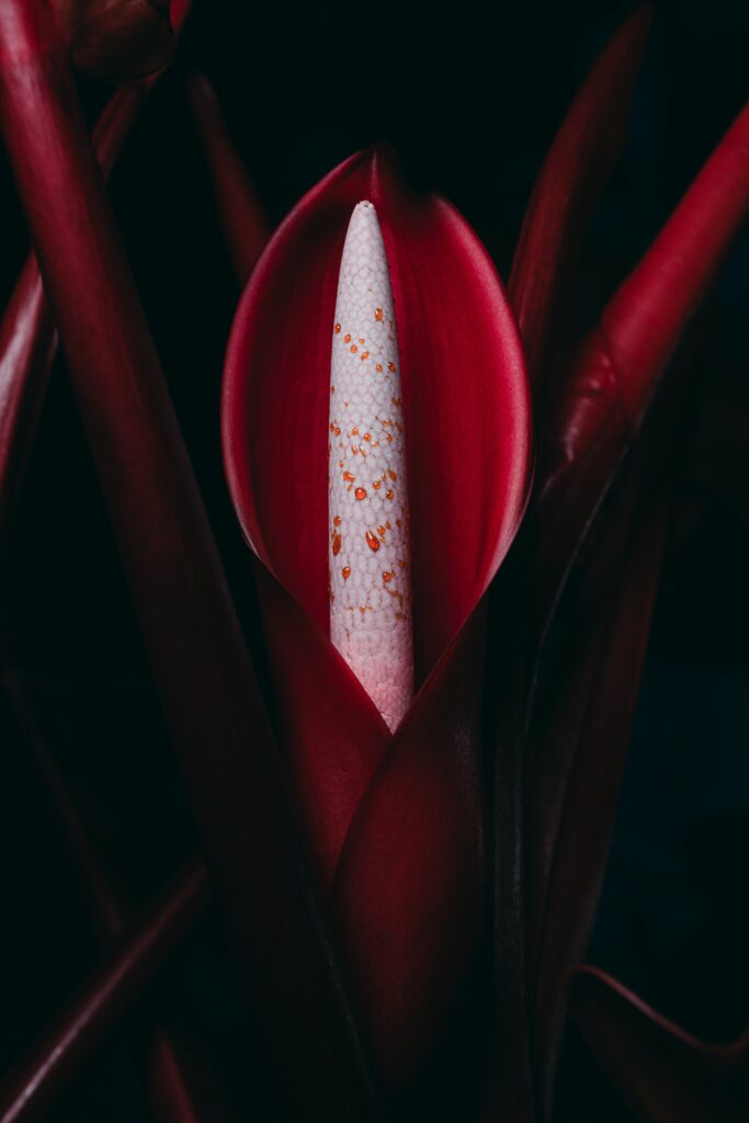Vibrant Red Philodendron Flower Close-Up Wallpaper for Nature Lovers