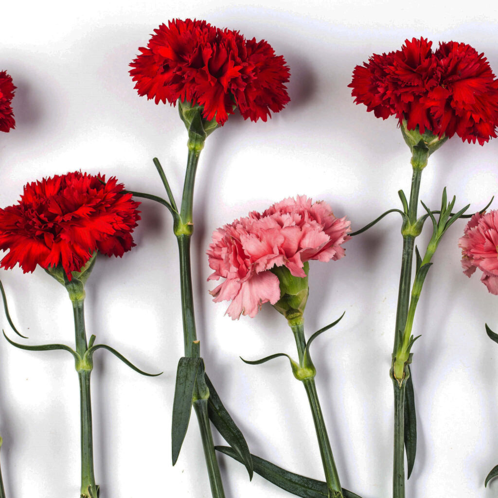 Vibrant Red & Pink Carnation Wallpaper Background with Lush Green Stems