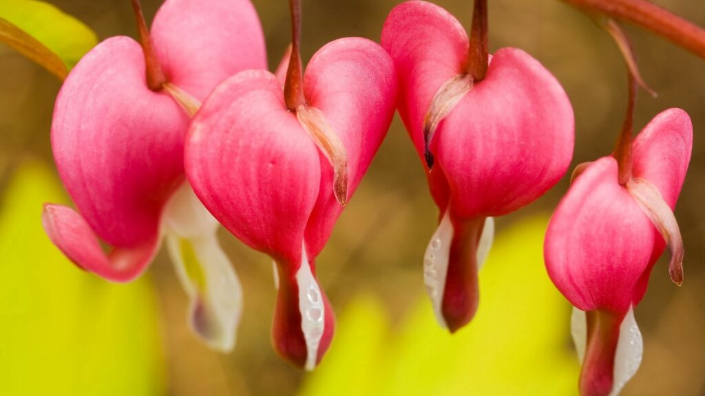 Stunning Wallpaper: Vibrant Red & Pink Flower Petals Background