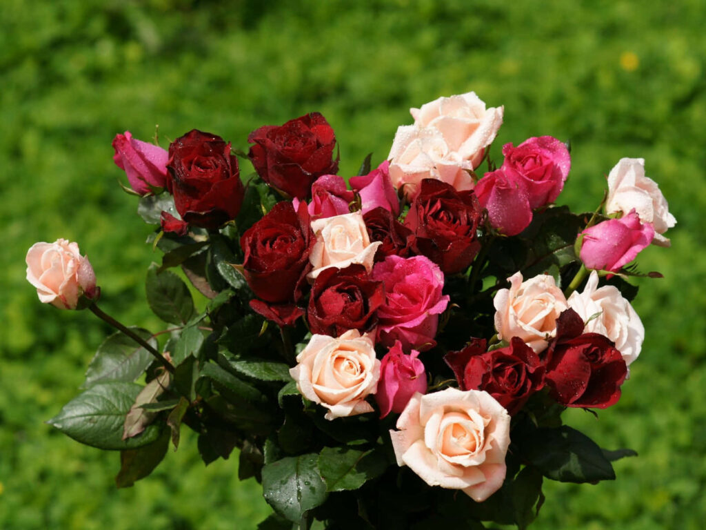 Vibrant Roses Against Lush Green Garden - Elegant Floral Beauty Wallpaper