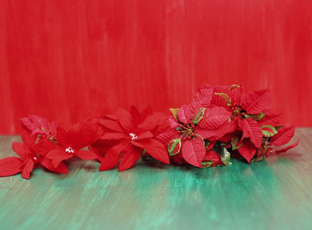 Vibrant Red Poinsettias on Bold Red Background - Festive Wallpaper