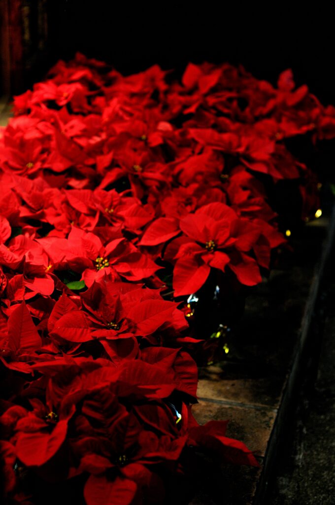 Vibrant Red Poinsettia Wallpaper with Dark Background Texture