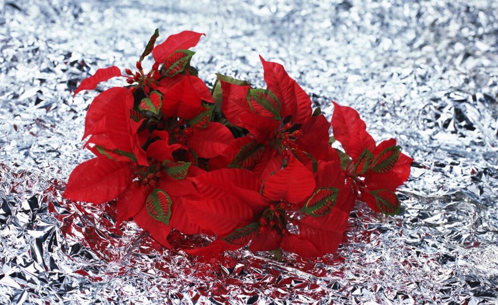 Vibrant Red Poinsettias on Textured Silver Foil Background Wallpaper