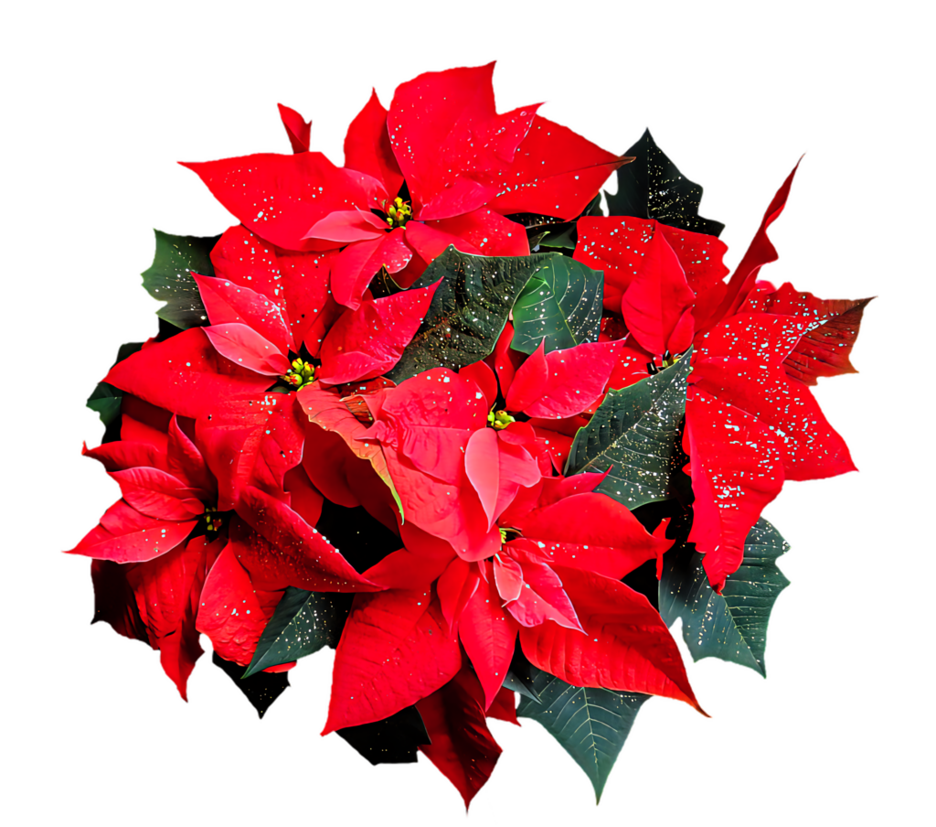Vibrant Red Poinsettias on Dark Background - Festive Wallpaper