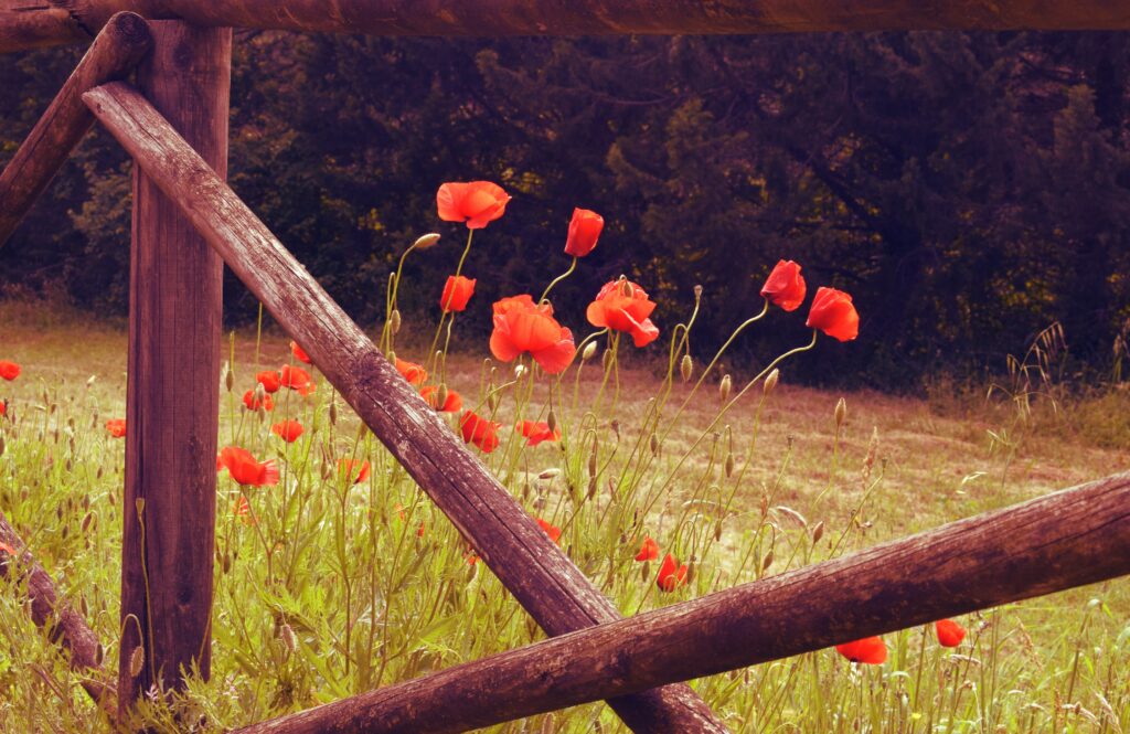 Vibrant Poppies Against Rustic Fence: Nature's Colorful Background Wallpaper