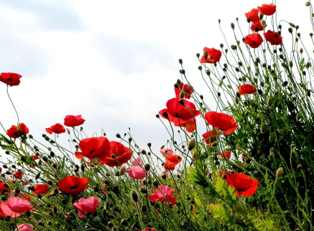 Vibrant Red Poppy Field Against a Summer Sky - Refreshing Background Wallpaper