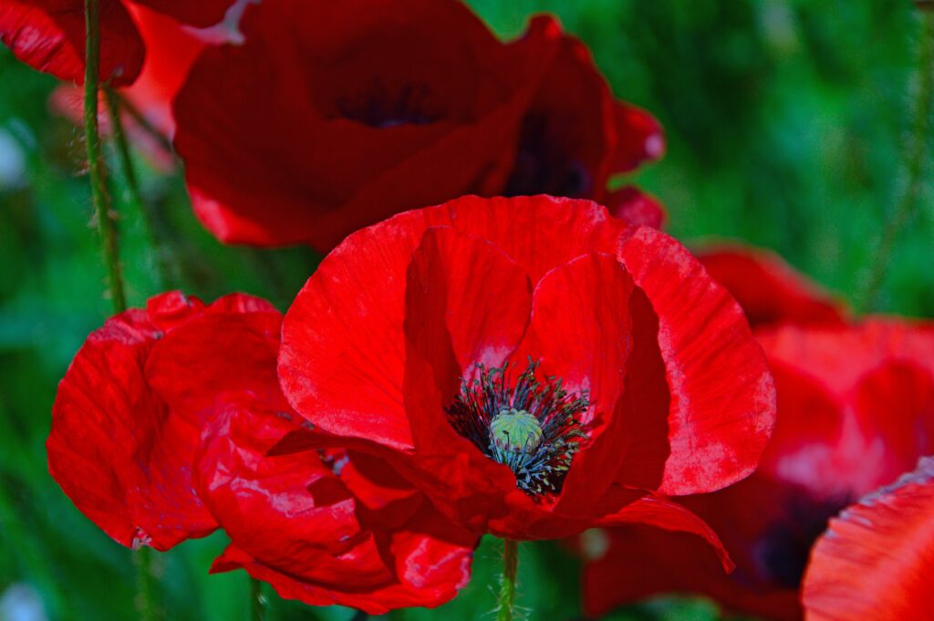 Vibrant Red Poppies Wallpaper - Bright Floral Background Close-Up