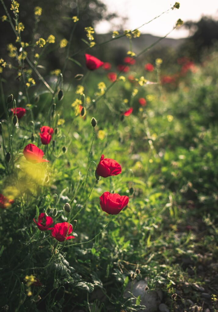 Vibrant Red Poppies Wallpaper in Lush Green Landscape Background