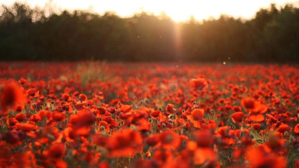 Vibrant Red Poppy Wallpaper: Serene Sunset Inspiring Peace