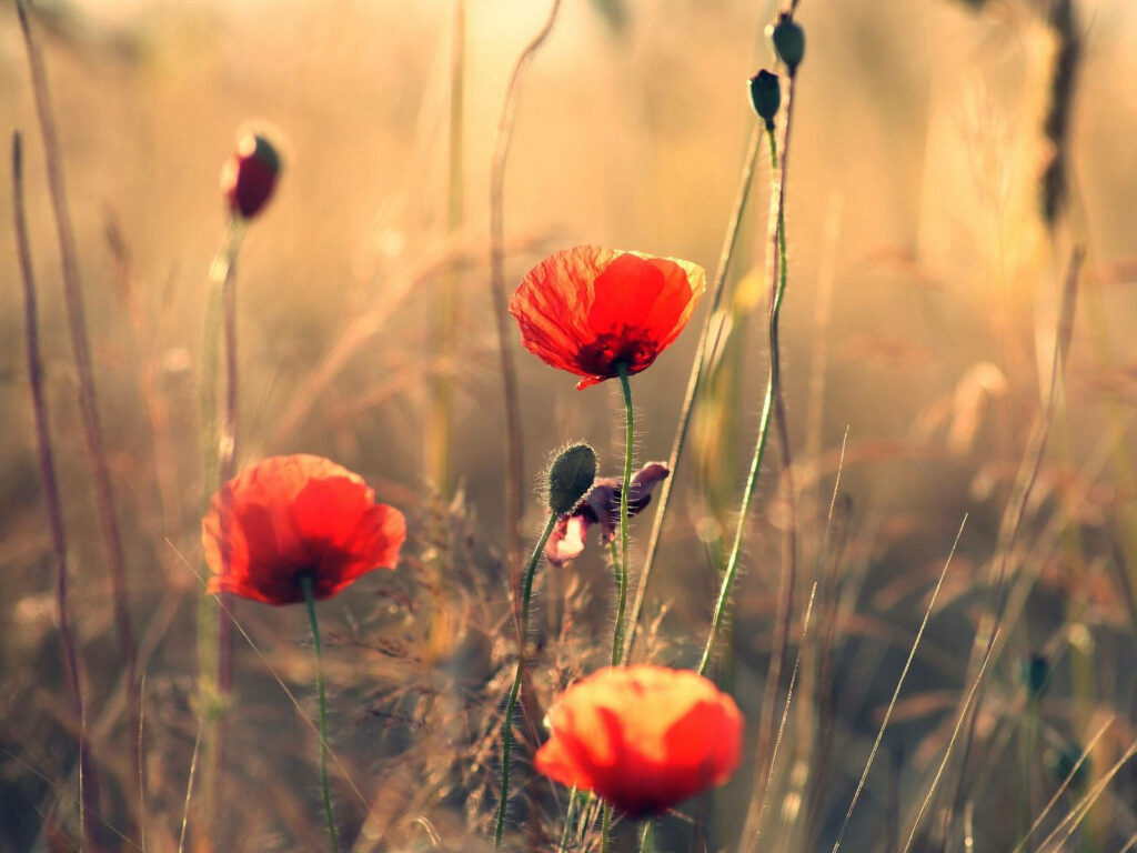 Vibrant Red Poppies Wallpaper with Soft Blurred Background