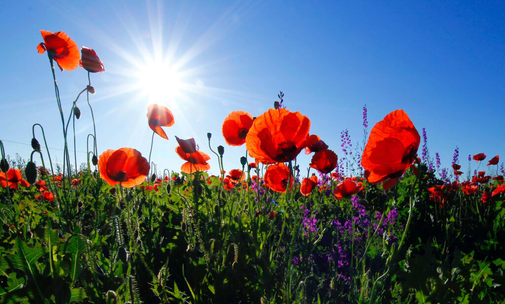 Vibrant Red Poppy Field Wallpaper: Sunlit Beauty Against Blue Sky
