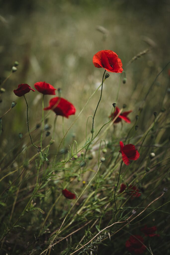 Vibrant Red Poppies in Serene Grasslands: A Picturesque Wallpaper