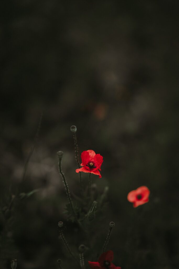 Vibrant Red Poppies on Soft Dark Background - Serene Floral Wallpaper