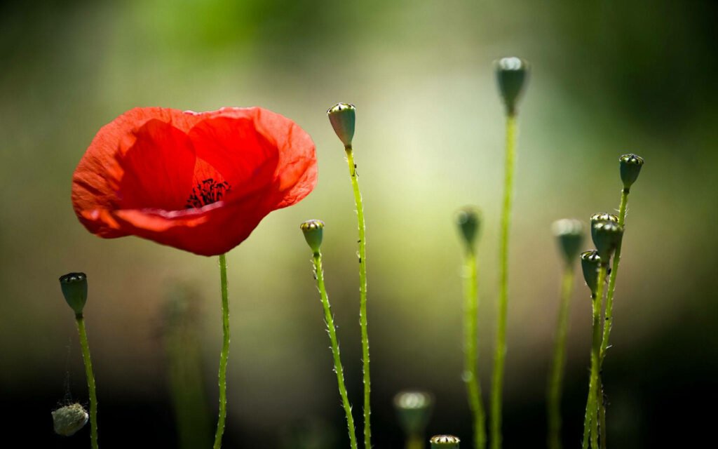 Vibrant Red Poppy Blossom on Blurred Greenery Background Wallpaper