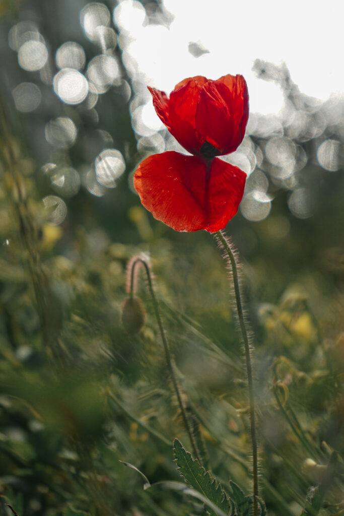 Close-Up Red Poppy Wallpaper with Bokeh Background