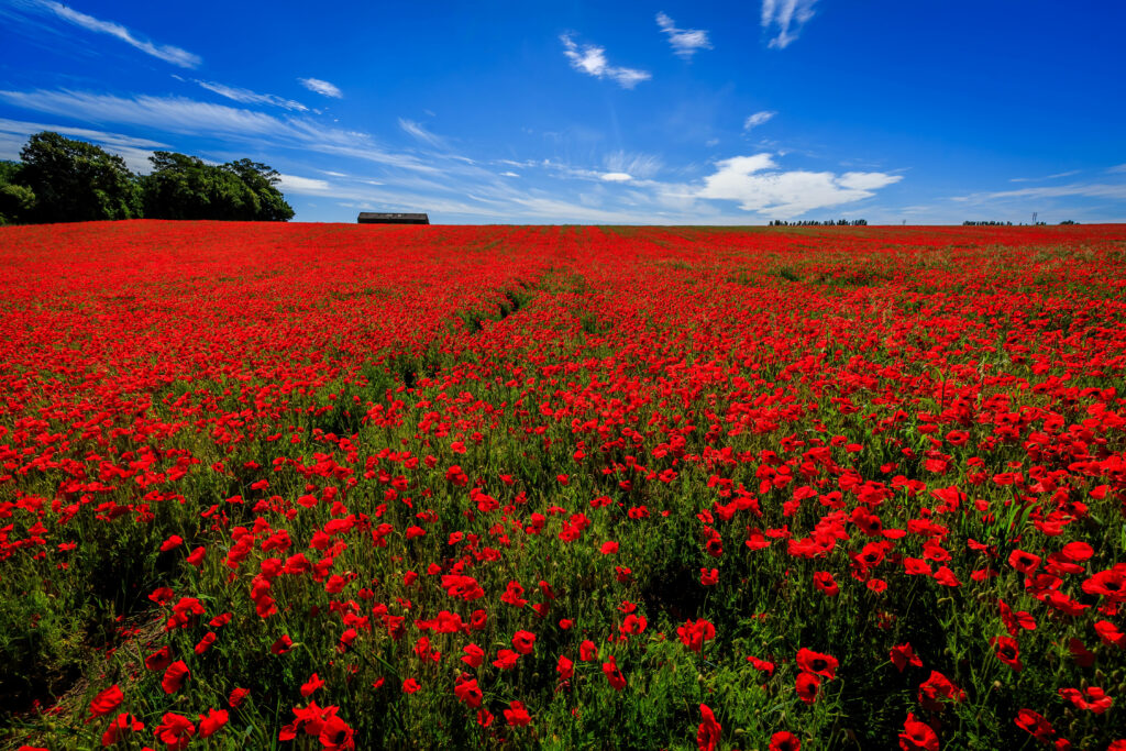 Vibrant Red Poppy Field 4K Wallpaper with Blue Sky Background