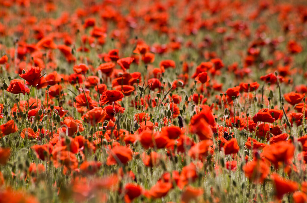 Stunning Red Poppy Field: A Picturesque Natural Tapestry Wallpaper