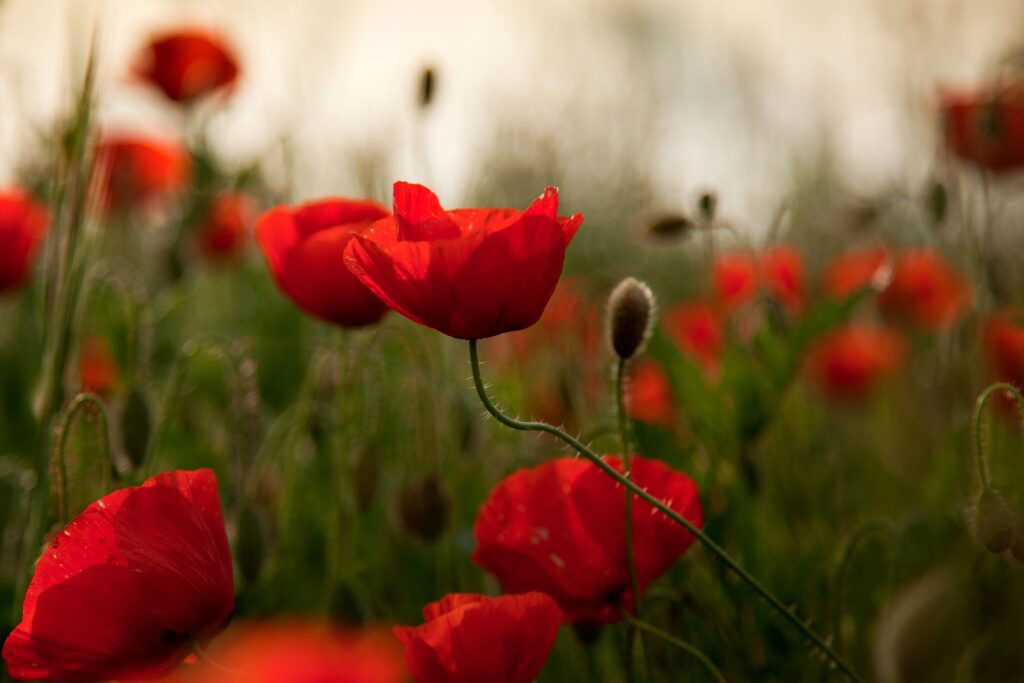 Vibrant Red Poppies in Serene Field - Nature Wallpaper Background