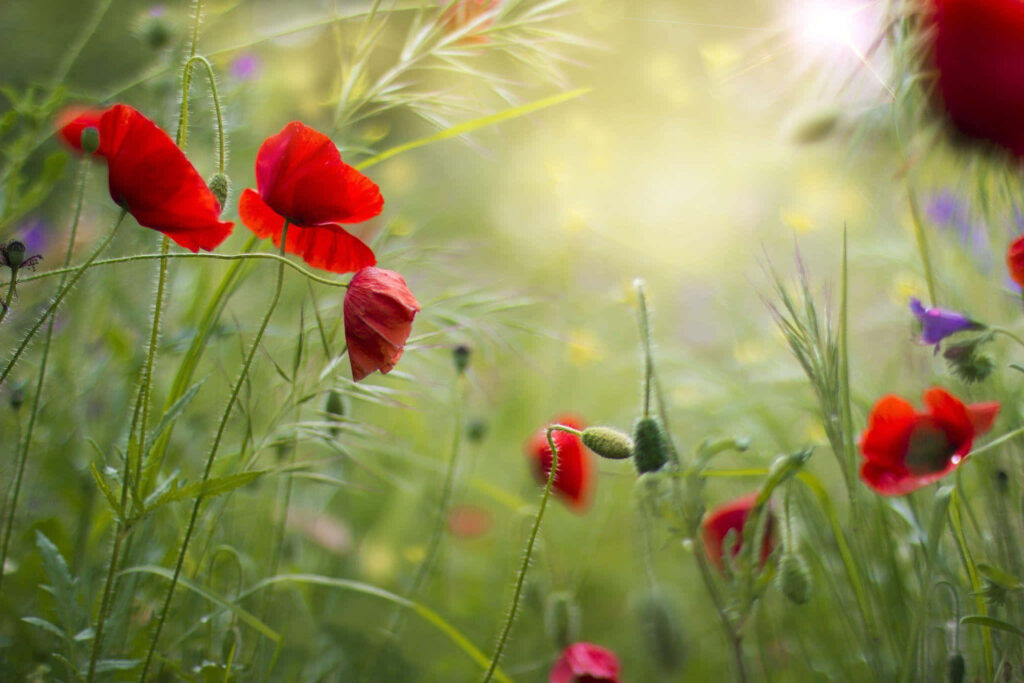Vibrant Red Poppy Field Under Sunlit Sky - Dreamy Wallpaper Background