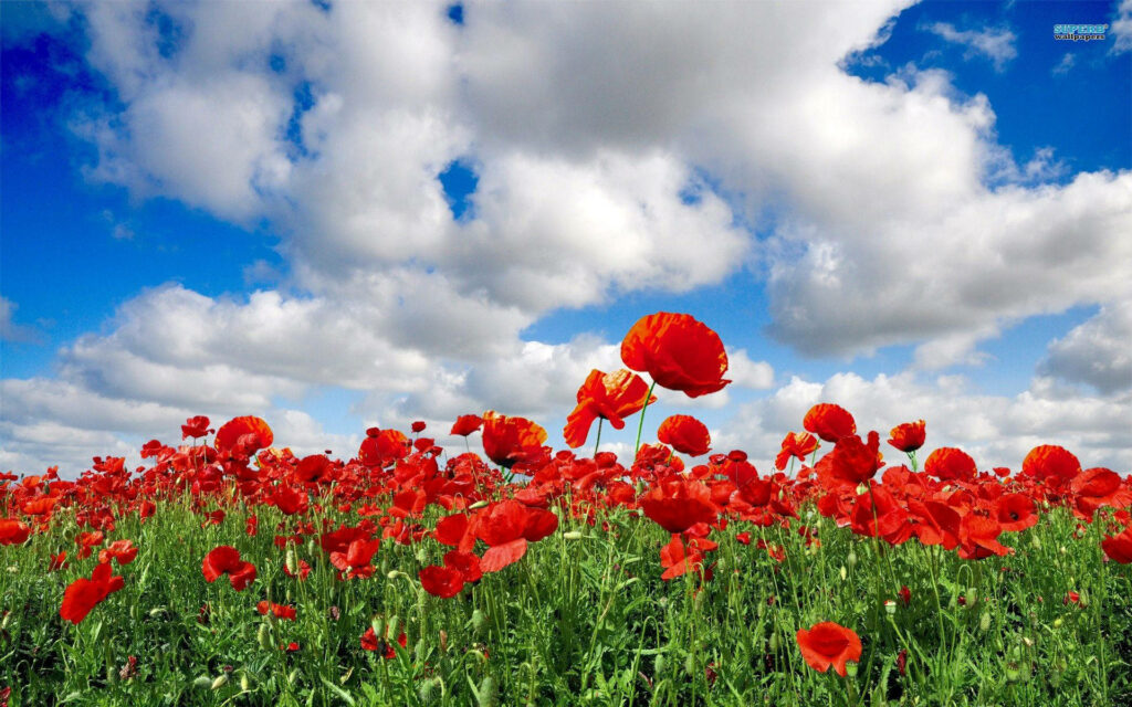 Vibrant Red Poppy Field Background Under Partly Cloudy Blue Sky Wallpaper