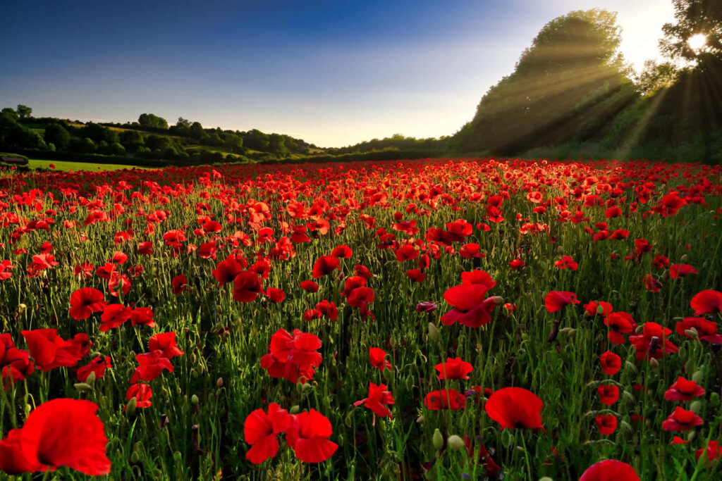 Vibrant Red Poppy Field Under Blue Sky: Nature's Serene Background Wallpaper