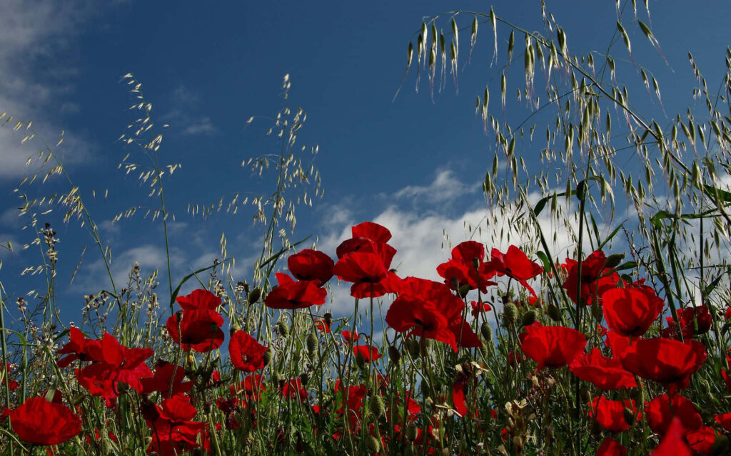 Vibrant Red Poppies Wallpaper Against a Tranquil Blue Sky