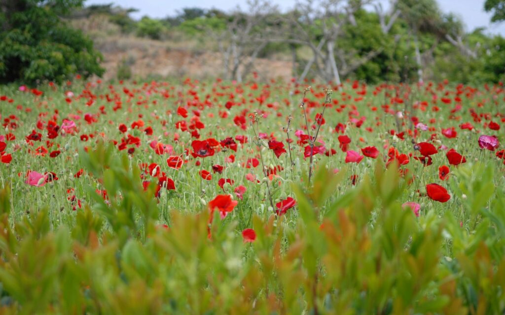 Vibrant red poppy field on lush green grass peaceful wildflowers natural landscape wallpaper
