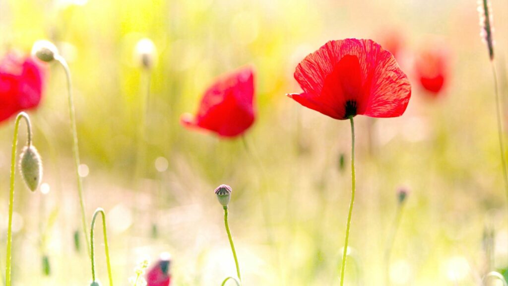 Serene Red Poppy Field Wallpaper: Dreamy Sunlit Background