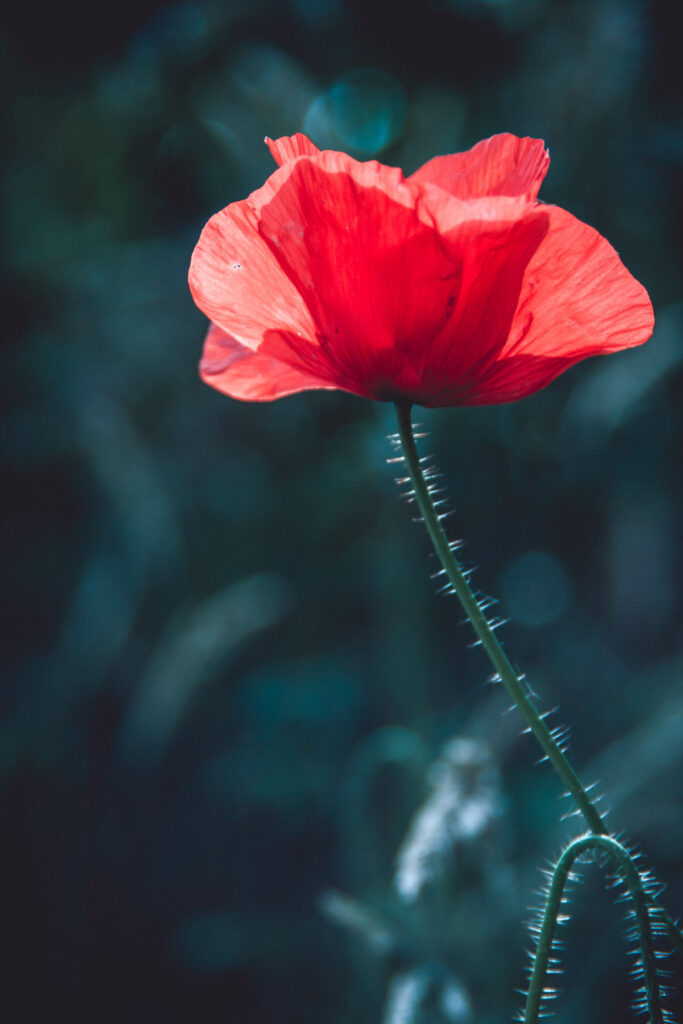 Stunning Macro of Vibrant Red Poppy Flower - Wallpaper Background