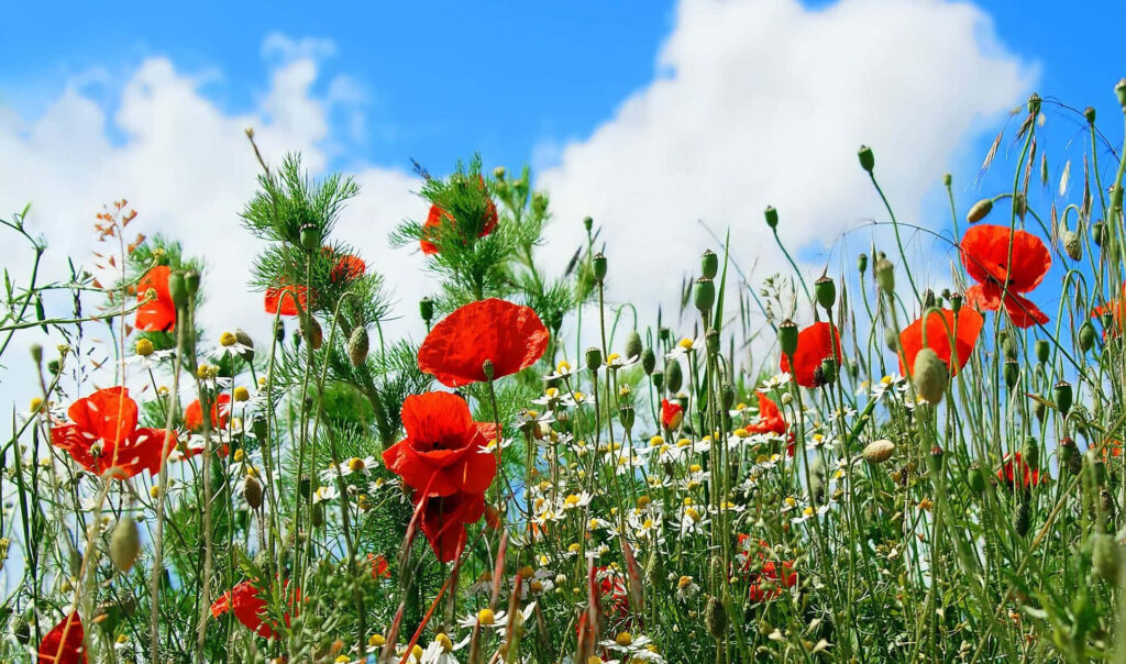 Vibrant Red Poppy Wallpaper: Colorful Flowers & Blue Sky Background