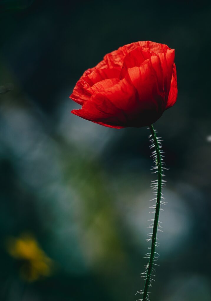 Vibrant Red Poppy Blossom with Softly Blurred Background Image Wallpaper