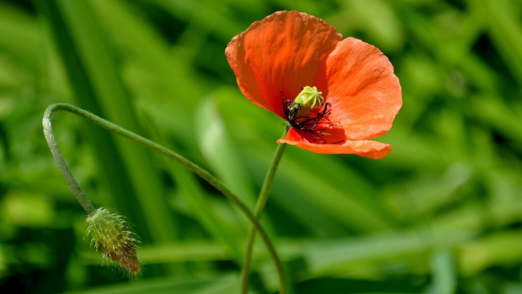 Vibrant Red Poppy Flower Wallpaper: Delicate Petals & Greenery