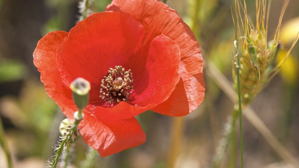 Vibrant Red Poppy Flower Wallpaper: Detailed Petals & Greenery