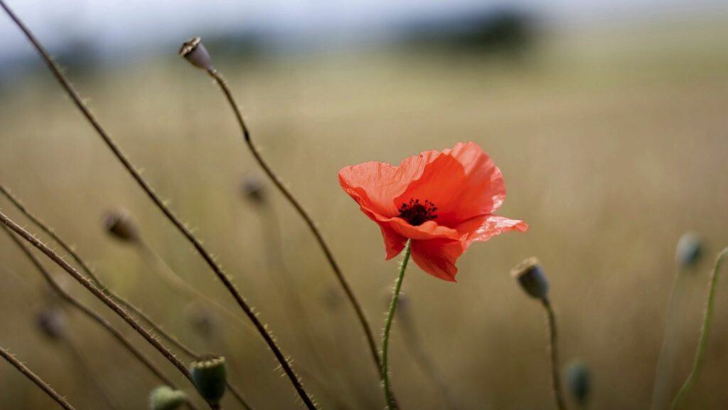 Vibrant Red Poppy Flower in a Serene Blurred Field Background Wallpaper