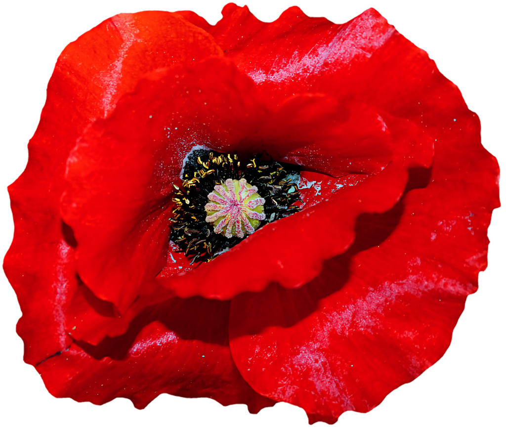 Vibrant Red Poppy Flower Wallpaper: Stunning Detail Background