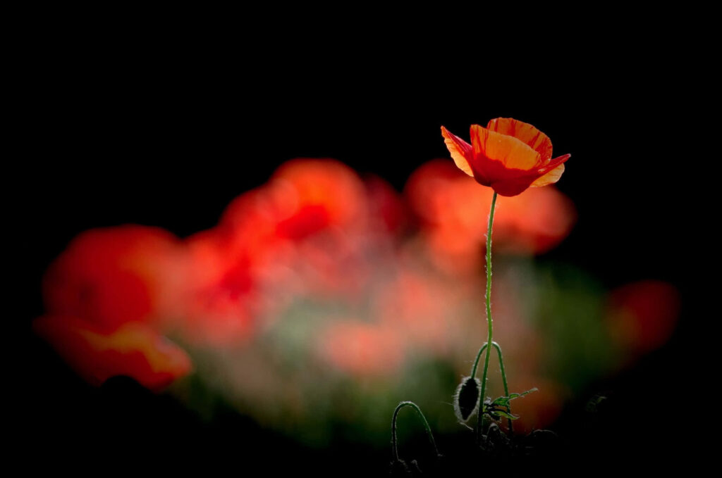 Vibrant Red Poppy Wallpaper: Striking Bloom Against Dark Background