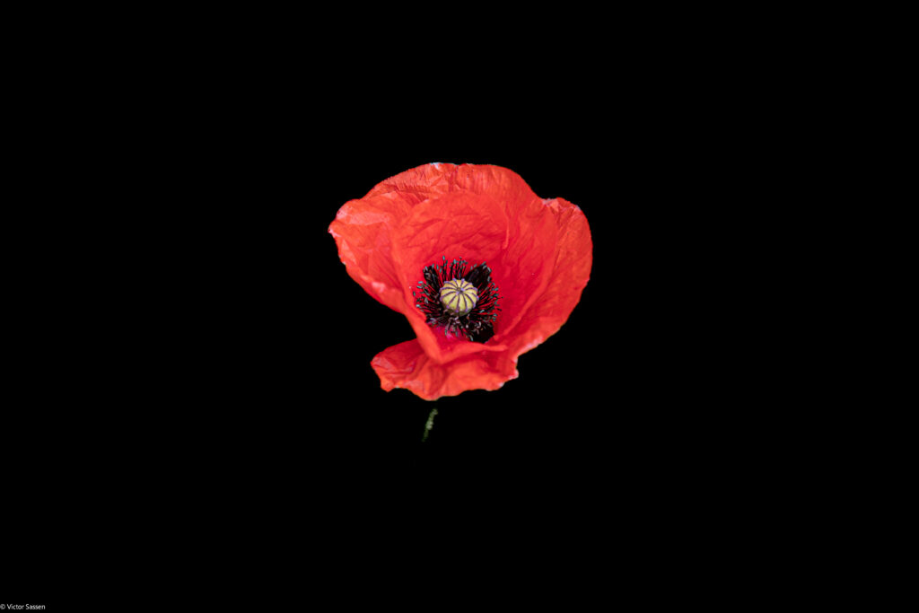Stunning Red Poppy Wallpaper: Bold Floral Contrast on Black Background