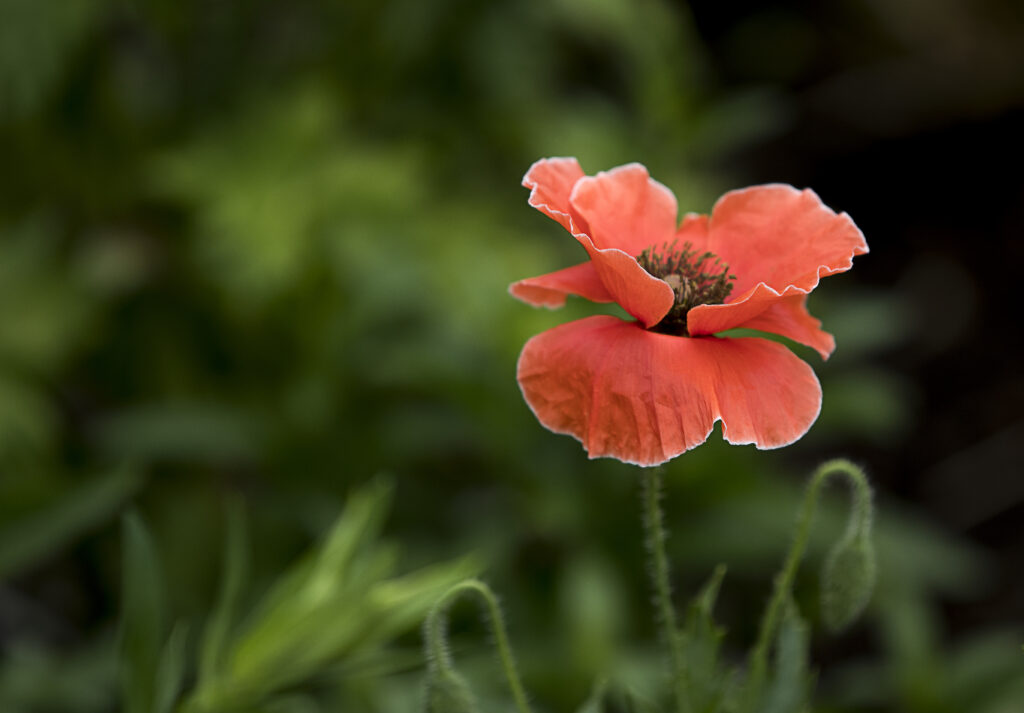 Vibrant Red Poppy Wallpaper on Soft Green Background - Elegant Bloom