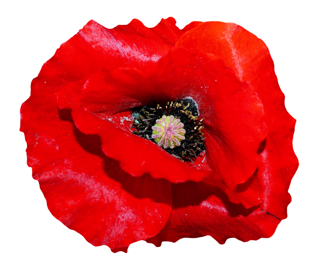 Vibrant Red Poppy Flower Wallpaper on Transparent Background