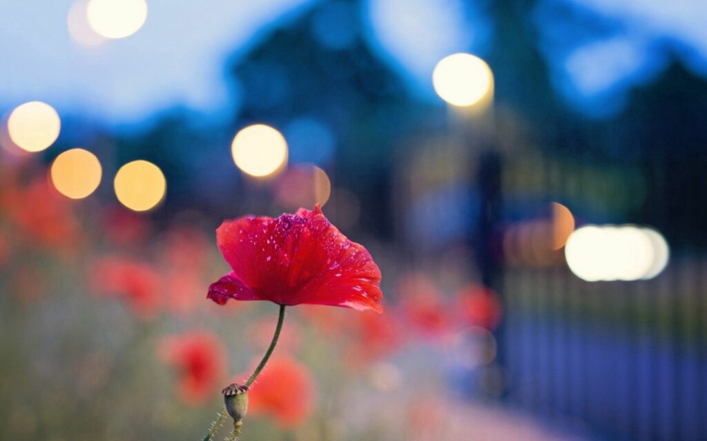 Vibrant Red Poppy Flower Wallpaper with Soft Evening Glow